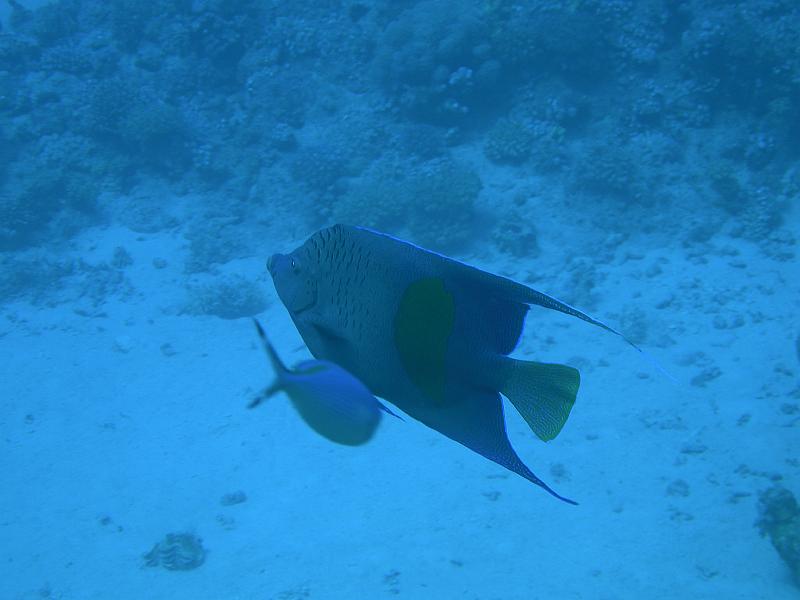 MANGROVE 07  2008 208.jpg